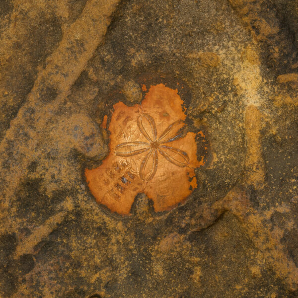 Ein Fossil im Yehliu Geopark