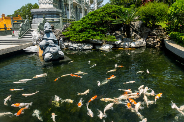 Koi Karpfen in einem Teich des Wenwu Tempel