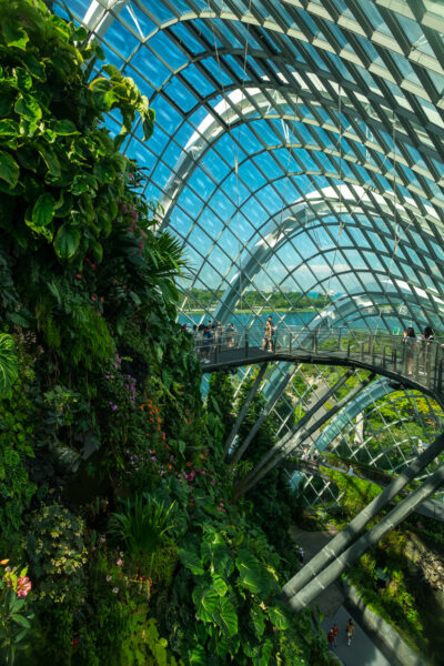 Oberste Etage im Cloud Forest mit grün bewachsenen Flächen